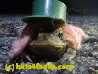 /home//u458753944/public_html/sourcegallery//Roxborough Toad Detour/2021/2021-04-10/P4100219.JPG